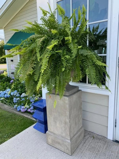 🔥Last Day 50% OFF🔥--🪴UV Resistant Lifelike Artificial Boston Fern