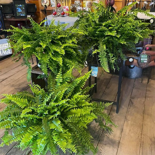 🔥Last Day 50% OFF🔥--🪴UV Resistant Lifelike Artificial Boston Fern